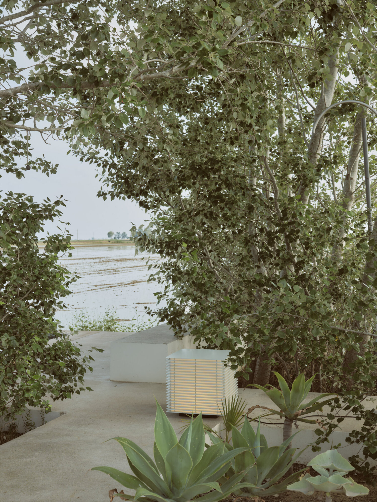 6 | rewire Large tree with dense green leaves over a concrete patio, with agave plants in the foreground and a vented outdoor cabinet nearby